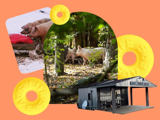 The Best Bacon I’ve Ever Tasted In My Entire Life Is from Pigs Raised on â€¦ Leftover Lifesavers and Country Music&;#63;&;#33;