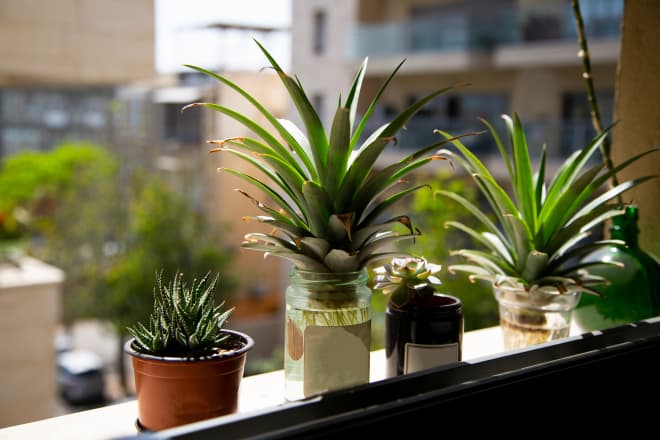 How to Grow a Pineapple at Home (All You Need Is the Top of an Old One&;#33;)
