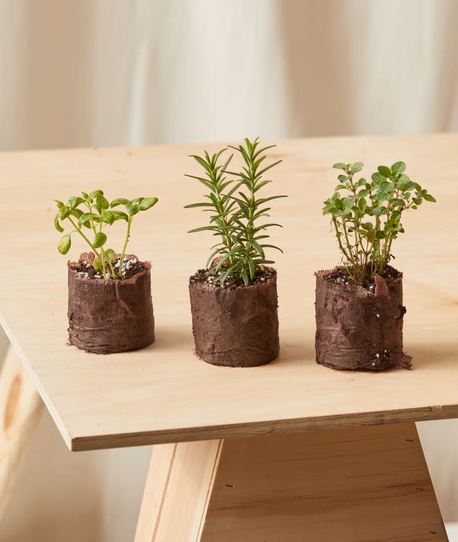 Plant