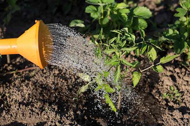 You've Been Planting Your Tomatoes All Wrong