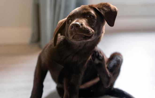 4 Methods That Actually Get Rid of Fleas