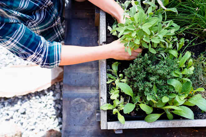 I “Shopped” My Local Library for My Spring Garden (It’s Free!)