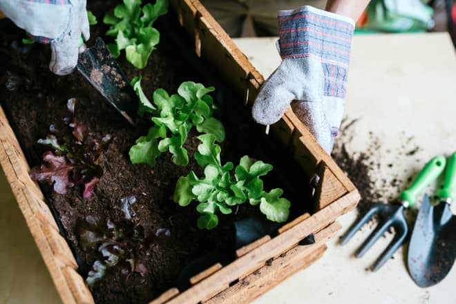 New York Botanical Gardens Is Offering Online Gardening Classes So