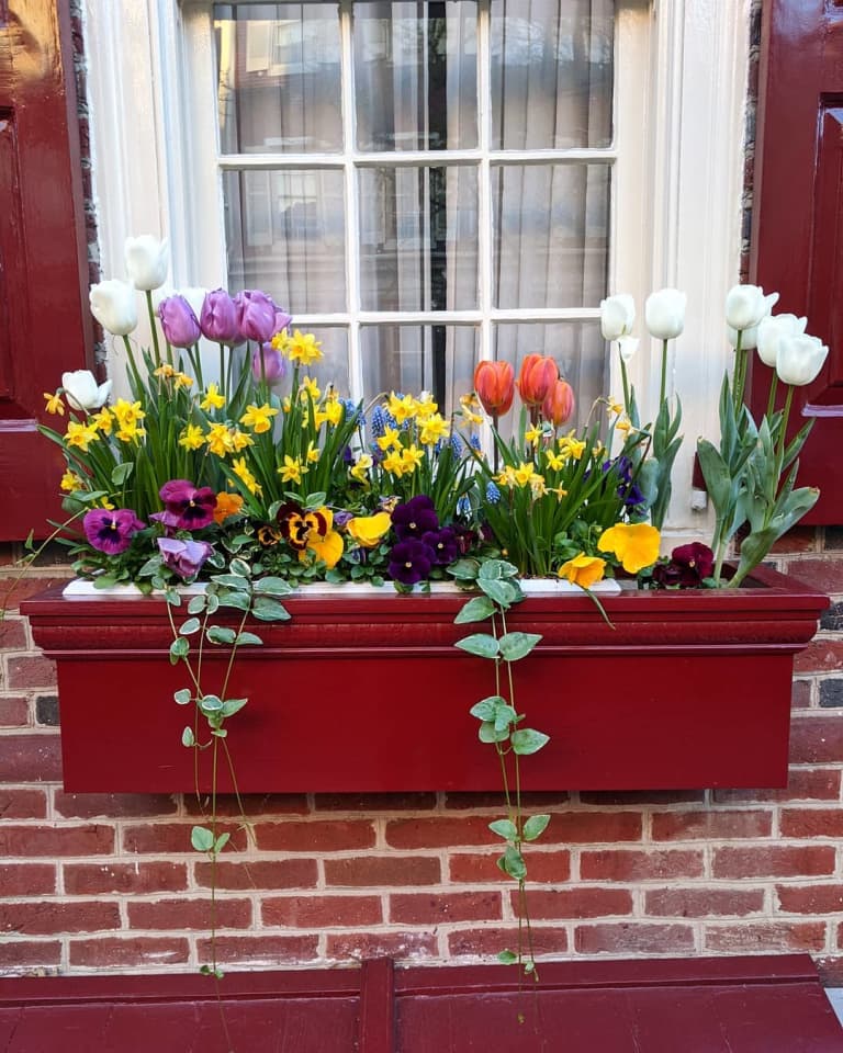 20 Window Box Flower Ideas What Flowers To Plant In Window Boxes