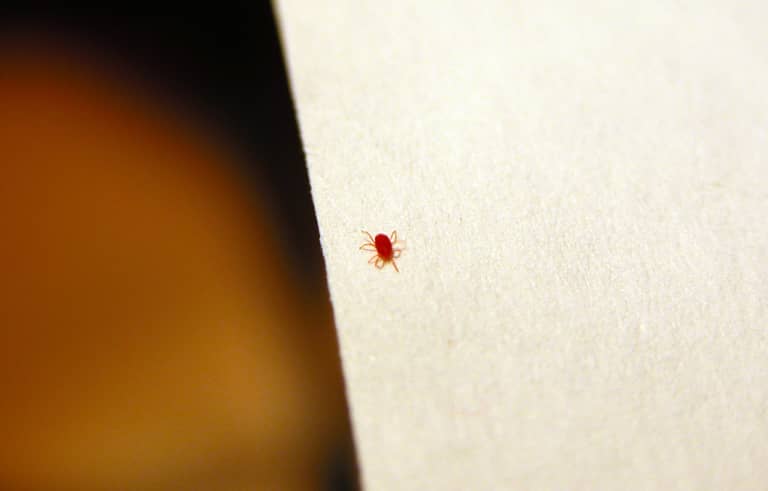 bedroom small clear white bugs in house