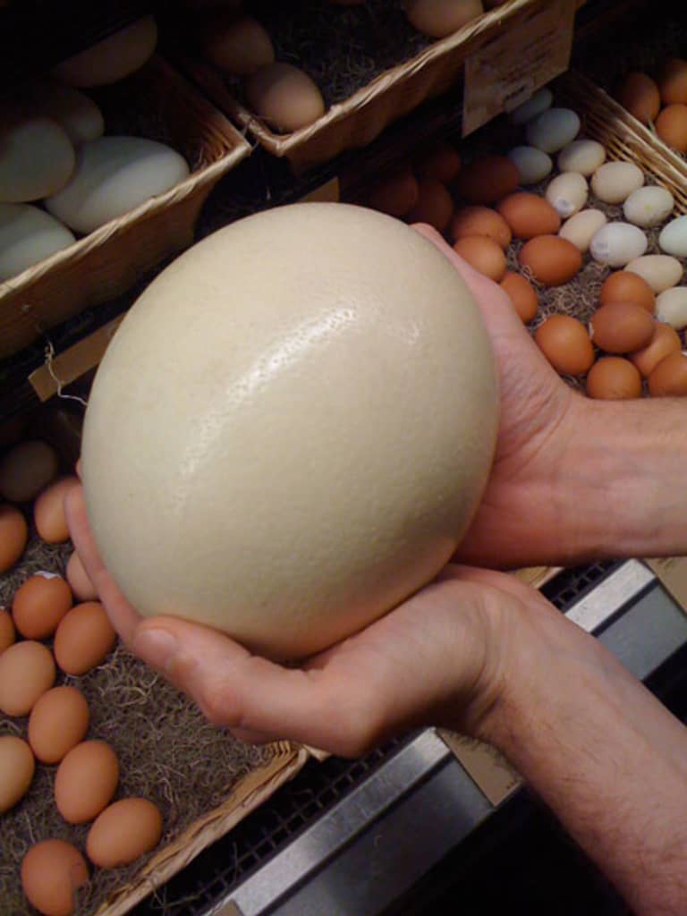 Look Local Ostrich And Emu Eggs At Whole Foods Kitchn