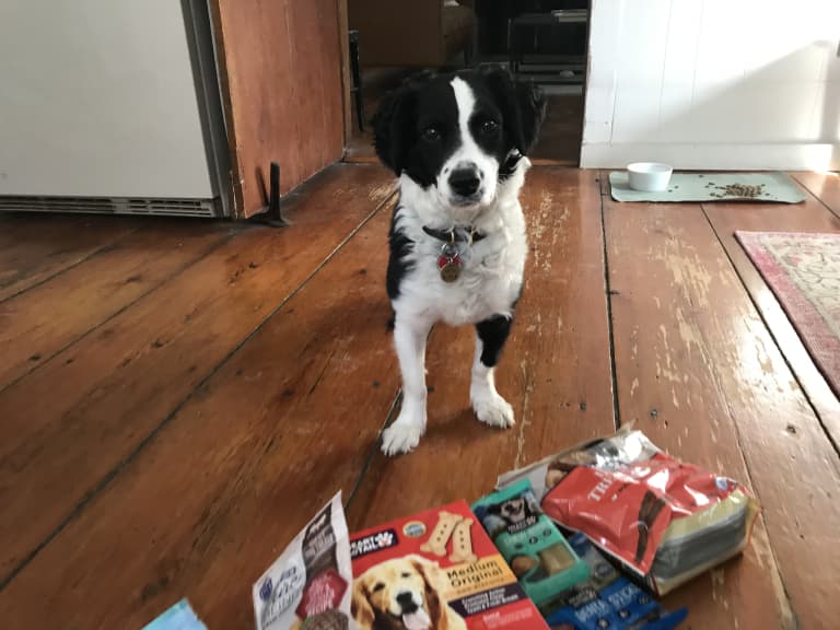 heart to tail dog treats review