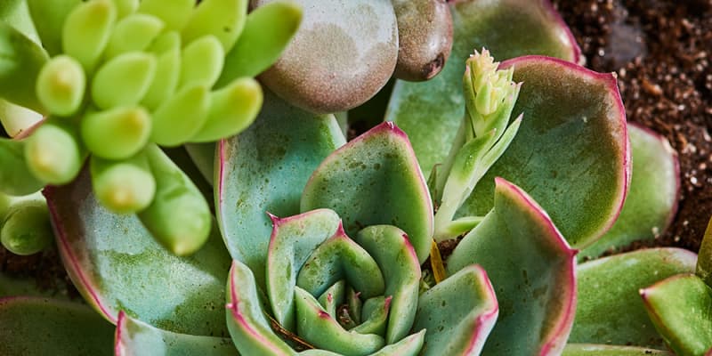 7 Best Mini Succulents | Apartment Therapy