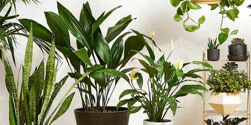 9 Easiest Houseplants Any Beginner Can Keep Alive (Really!) | Apartment  Therapy