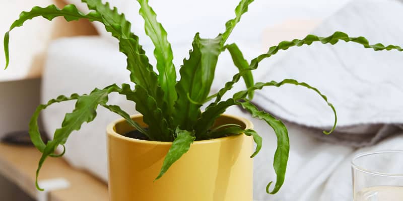 Bird's Nest Fern Care - How to Grow a Bird's Nest Fern Plant | Apartment  Therapy