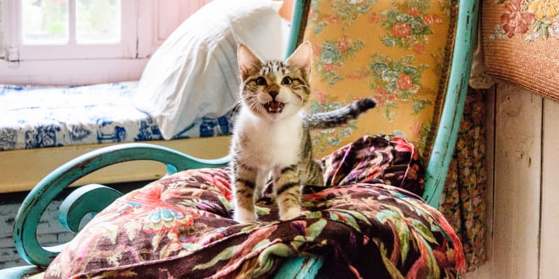 Popular Cat Names 2019 Apartment Therapy