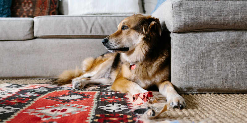 Best Area Rugs For Dogs - Chew To Pee Resistant, & Washable