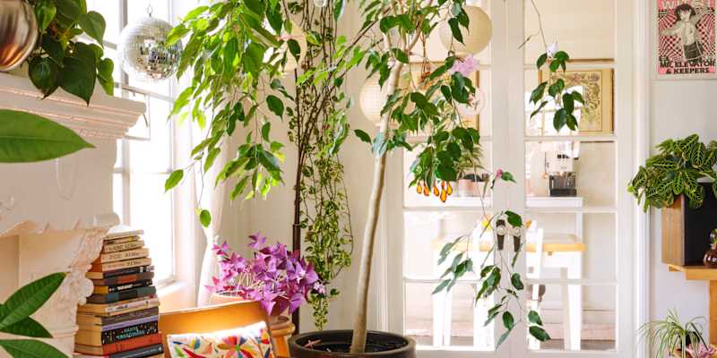 indoor gardenia plants for sale Gardenia Bush Houseplant with Planter - Medium (9-12" tall) Bubblegum Planter