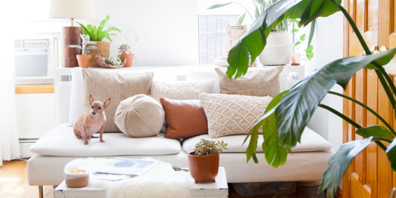 Love Your Couch, Hate Your Cushions? Here's What You Need to Know. – Cushion  Source Blog