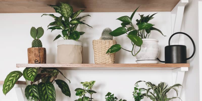 grow lights for houseplants reddit