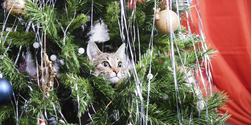 Cats Climbing Christmas Trees Apartment Therapy