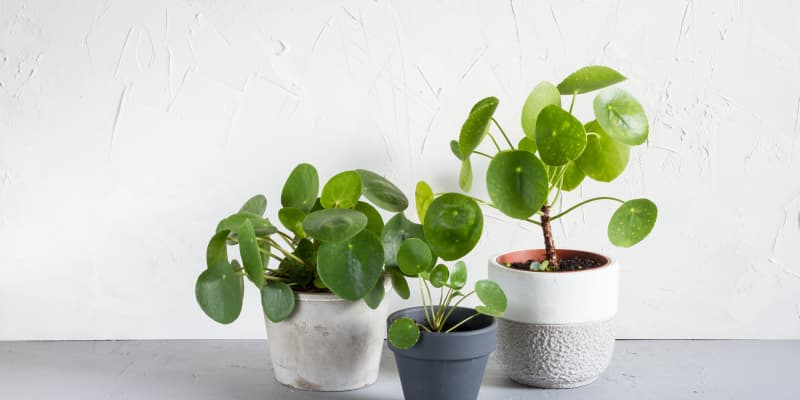 Japanese deals money plant