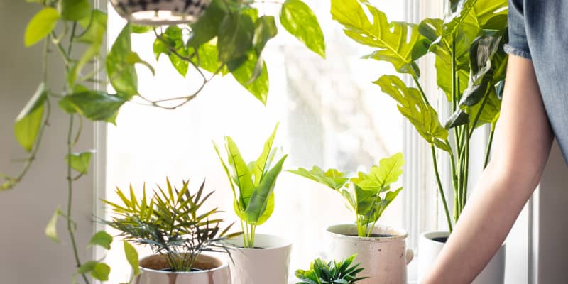 Artificial house new arrivals plants