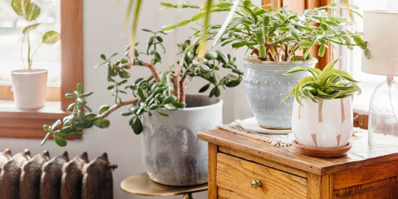 Killed Your Plant? It’s OK! Here’s What to Do Next