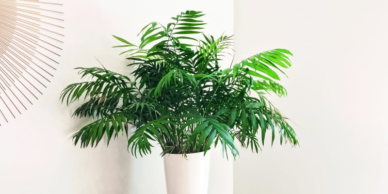 Parlour palm cats hot sale