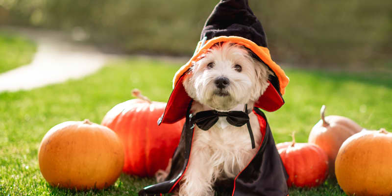 11 Spookily Adorable Halloween Dog Costumes Apartment Therapy