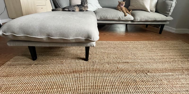 Couch for cat owners online