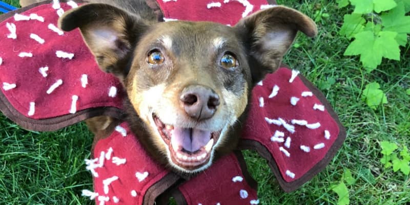 Etsy Stranger Things Demogorgon Dog Costume Apartment Therapy