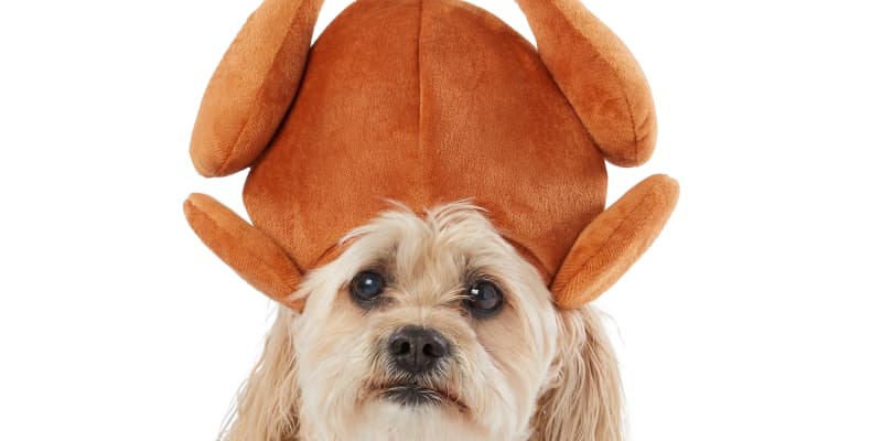 Turkey dog hat outlet