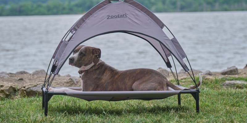 Dog hammock with store canopy