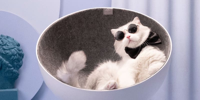 Boss cat bed new arrivals