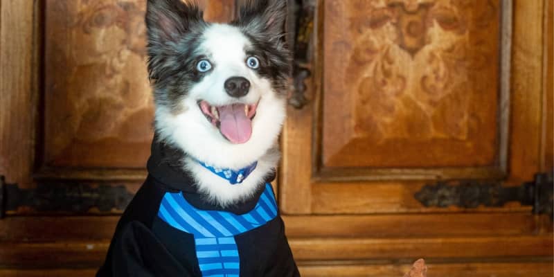 Harry Potter Pet Toy Collection PetSmart Apartment Therapy