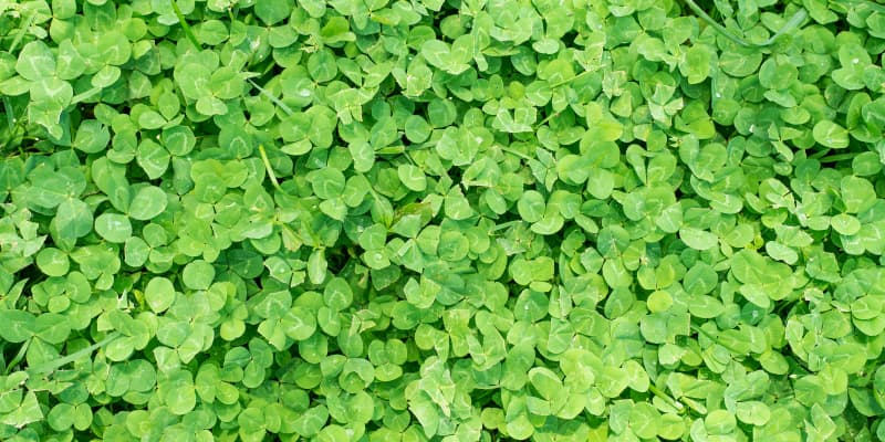 Here’s Why TikTok’s “Clover Lawns” Are Gaining Popularity Among Homeowners