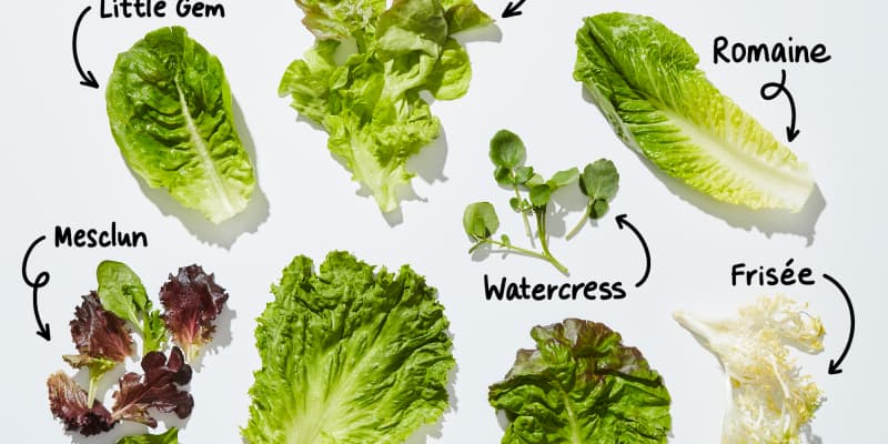 Different Types of Lettuce and Their Incredible Benefits • 7ESL
