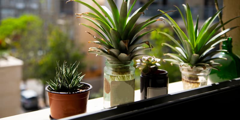 succulent plants sale 2" Assorted Cactus (Price is for ONE unit) Tin Pails
