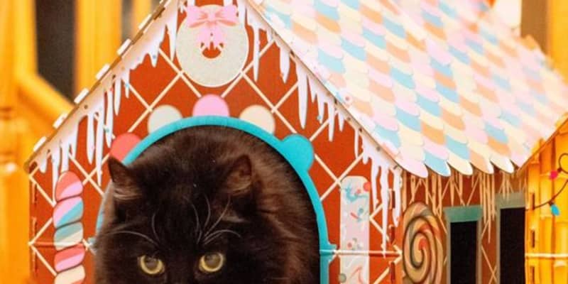 Aldi cardboard cat house sale
