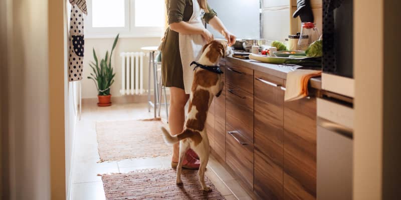 northpoint pet lover