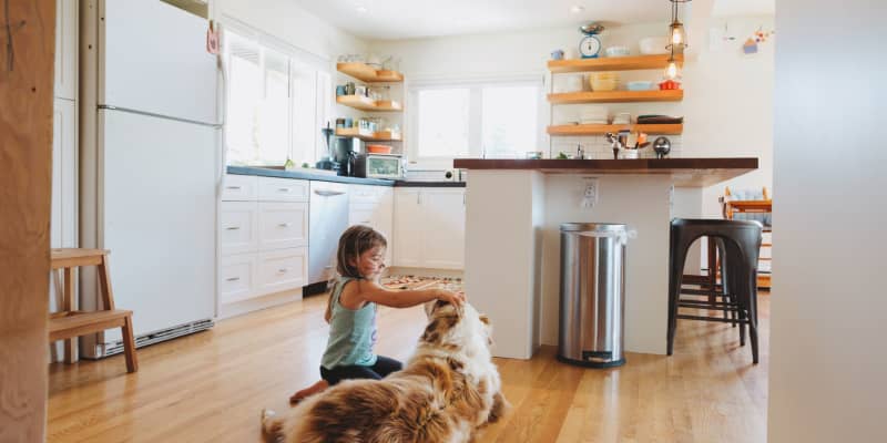 This Is The Best Pet Hair Removal Tool On Amazon Kitchn