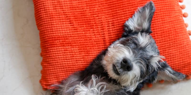 Luster Loft Pet Blanket, Best for Shedding Dogs & Cats
