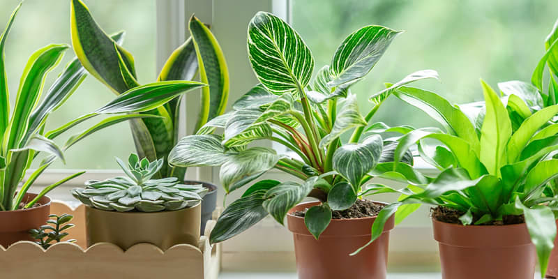 How to Care for Philodendron Birkin - Grow Guide | Apartment Therapy