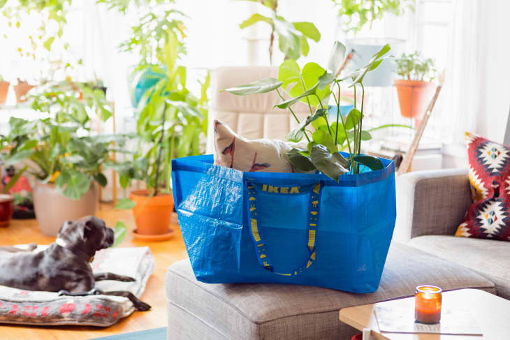 Blue IKEA bag with a potted plant on a gray sofa, surrounded by various houseplants and a dog lying on a rug.