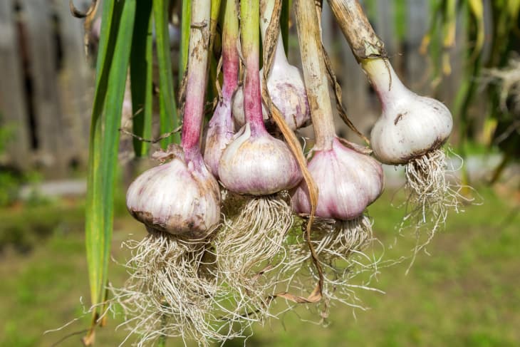 Freshly harvested garlic bulbs drying at the outdoors.