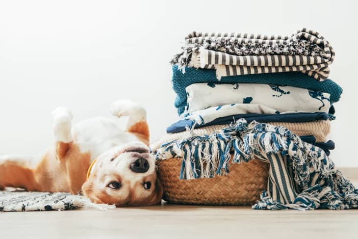 How to Remove Pet Hair from Clothes & Upholstery – The Ecology Works