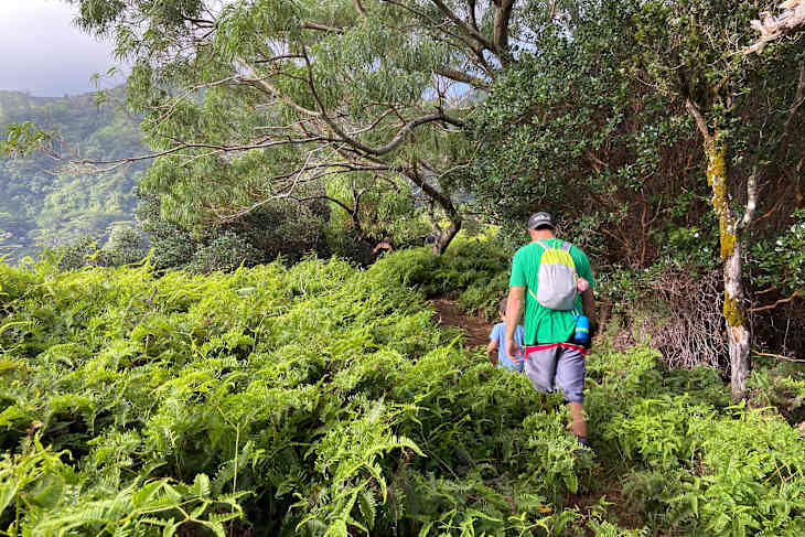 A person in a green shirt and gray shorts walks along a lush, fern-covered trail.