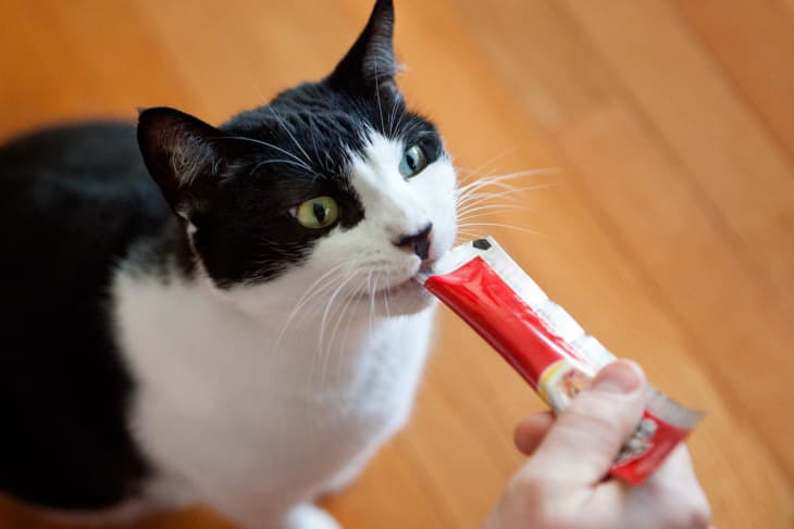 Squeeze up discount for cats