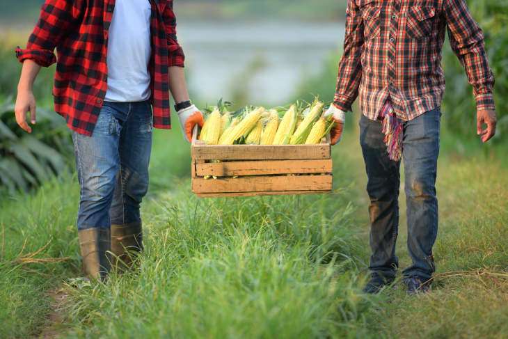 Two people in plaid shirts carrying a wooden crate of corn in a grassy field.
