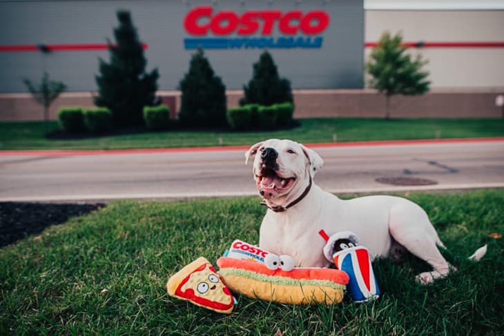 Costco dog toy deals variety pack