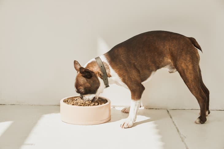 Best french pet food brands hot sale