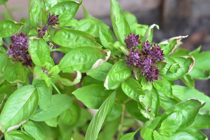 Basil Flower How-Tos - What to Do With A Flowering Basil Plant | The Kitchn
