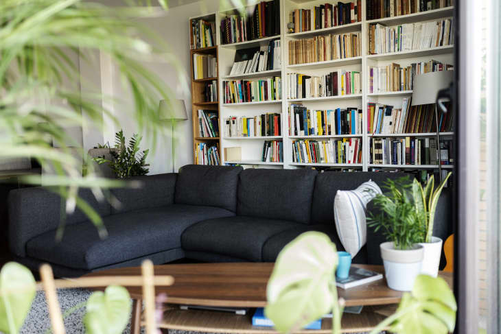 Couch and bookshelf in cozy living room
