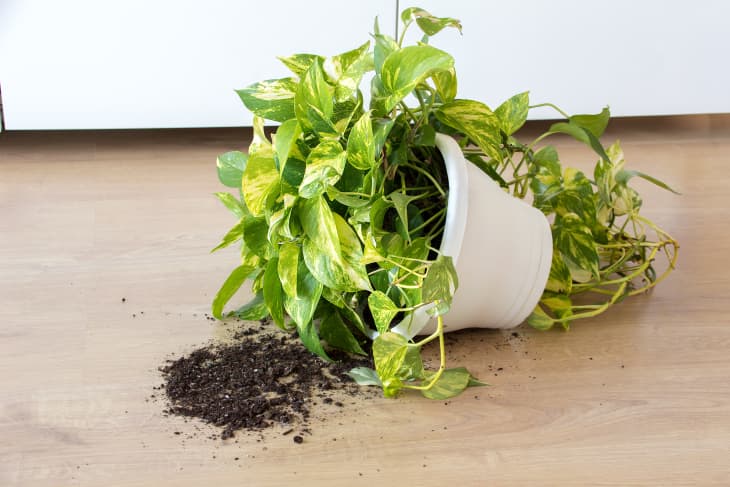 Pothos plant in white planter tipped over on floor. Some soil has spilled out